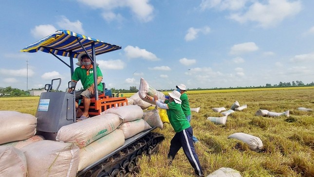 Giá gạo xuất khẩu tăng vọt đẩy giá lúa trong nước nóng sốt từng ngày - Ảnh 1.