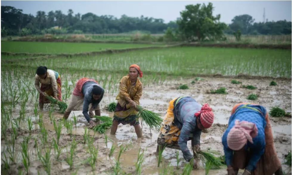 3 nước ASEAN bị ảnh hưởng nặng bởi lệnh cấm của Ấn Độ, chuyên gia cảnh báo thị trường hỗn loạn - Ảnh 1.