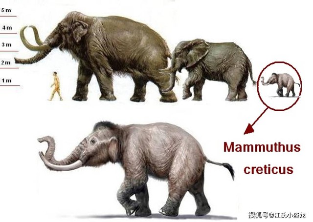 Châu Âu từng là nhà của loài voi ma mút nhỏ bé nhất thế giới - Ảnh 4. Châu Âu từng là nhà của loài voi ma mút nhỏ bé nhất thế giới - Ảnh 4.