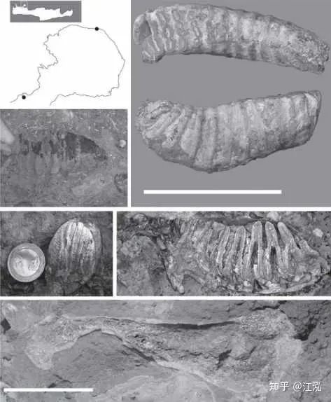 Châu Âu từng là nhà của loài voi ma mút nhỏ bé nhất thế giới - Ảnh 2. Châu Âu từng là nhà của loài voi ma mút nhỏ bé nhất thế giới - Ảnh 2.