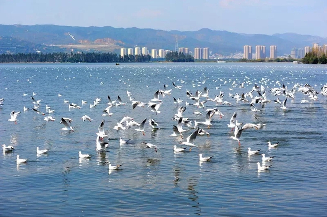 Hàng trăm con cá đồng loạt nhảy lên khỏi mặt hồ, chuyện gì xảy ra? - Ảnh 3. Hàng trăm con cá đồng loạt nhảy lên khỏi mặt hồ, chuyện gì xảy ra? - Ảnh 3.