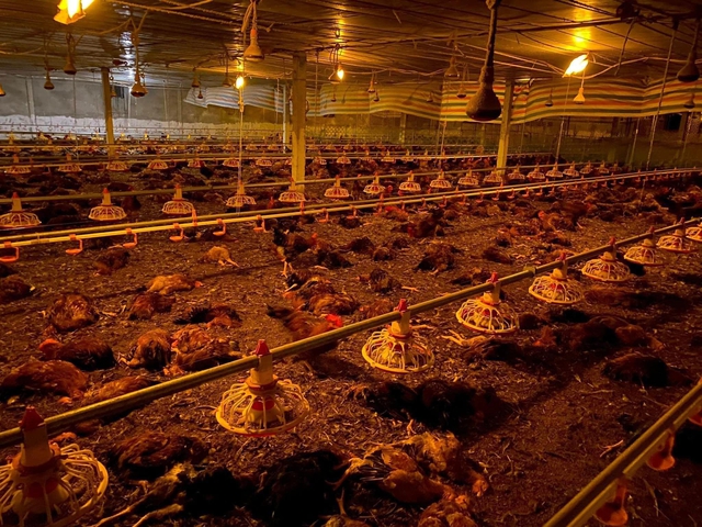 8.000 con gà bị chết ngạt, dân làng trắng đêm hỗ trợ làm thịt bán - Ảnh 1.