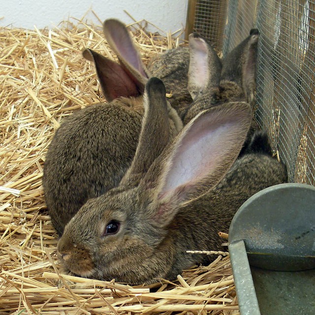 Thỏ có khả năng sinh sản rất nhanh, vậy tại sao chúng chưa trở thành thức ăn chủ yếu của con người? - Ảnh 6.