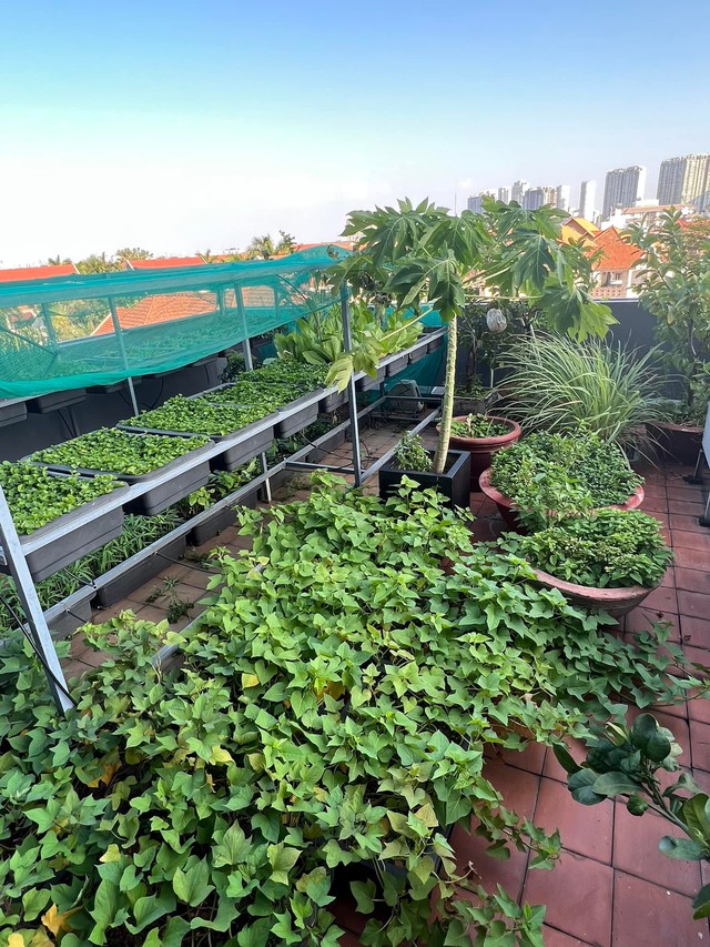 Cận cảnh khu vườn sân thượng trong nhà phố của Diệp Bảo Ngọc: Tự mình bắt sâu hái quả, không cần đi chợ mỗi ngày - Ảnh 3.