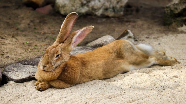 Thỏ có khả năng sinh sản rất nhanh, vậy tại sao chúng chưa trở thành thức ăn chủ yếu của con người? - Ảnh 5.