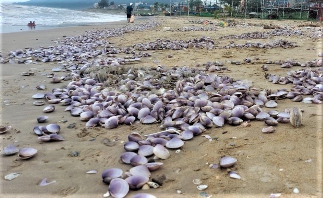 Hàng tấn sò tím dạt vào bờ biển Hà Tĩnh, người dân đổ xô nhặt lộc trời - Ảnh 12.