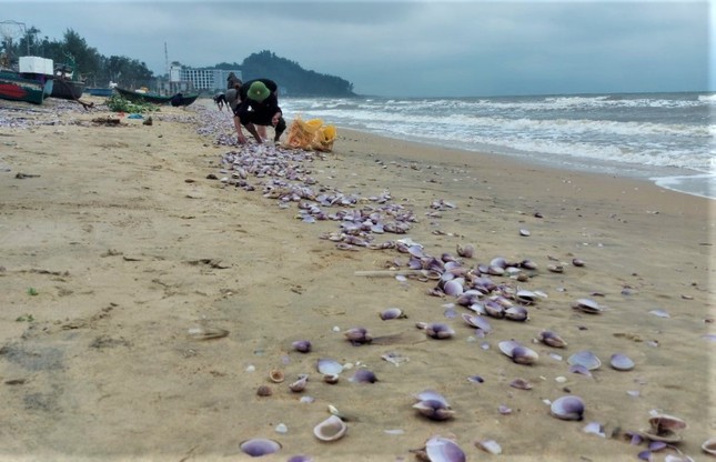 Hàng tấn sò tím dạt vào bờ biển Hà Tĩnh, người dân đổ xô nhặt lộc trời - Ảnh 3.