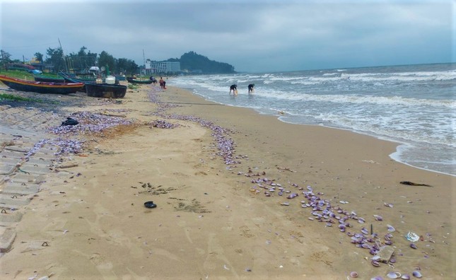 Hàng tấn sò tím dạt vào bờ biển Hà Tĩnh, người dân đổ xô nhặt lộc trời - Ảnh 2.