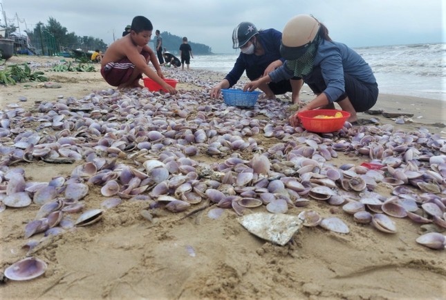 Hàng tấn sò tím dạt vào bờ biển Hà Tĩnh, người dân đổ xô nhặt lộc trời - Ảnh 11.