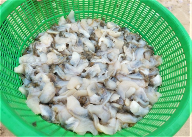Hàng tấn sò tím dạt vào bờ biển Hà Tĩnh, người dân đổ xô nhặt lộc trời - Ảnh 10.