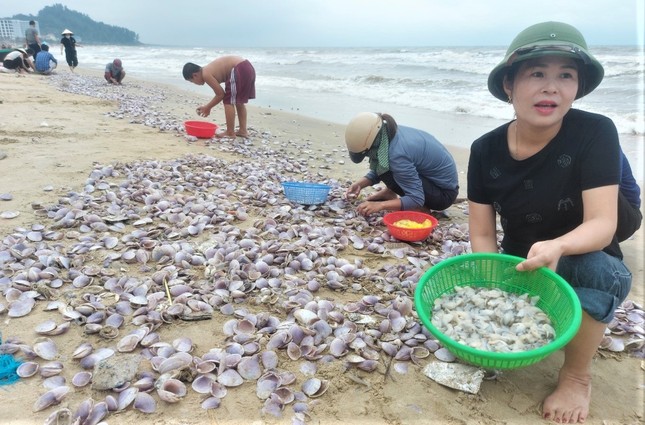 Hàng tấn sò tím dạt vào bờ biển Hà Tĩnh, người dân đổ xô nhặt lộc trời - Ảnh 9.