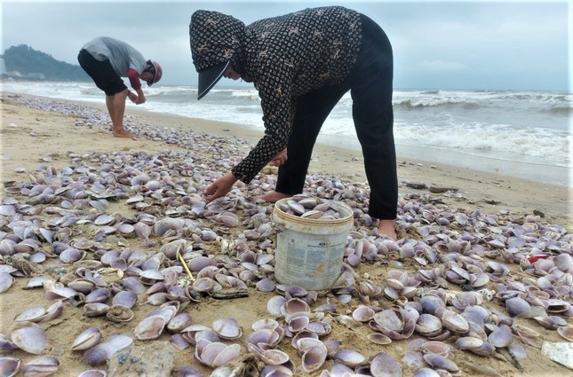 Hàng tấn sò tím dạt vào bờ biển Hà Tĩnh, người dân đổ xô nhặt lộc trời - Ảnh 7.