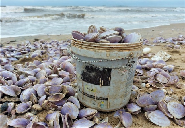 Hàng tấn sò tím dạt vào bờ biển Hà Tĩnh, người dân đổ xô nhặt lộc trời - Ảnh 5.