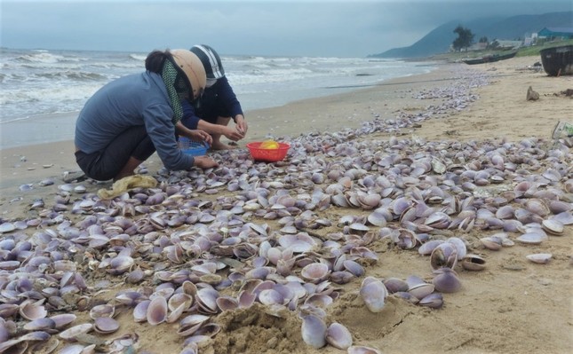 Hàng tấn sò tím dạt vào bờ biển Hà Tĩnh, người dân đổ xô nhặt lộc trời - Ảnh 4.
