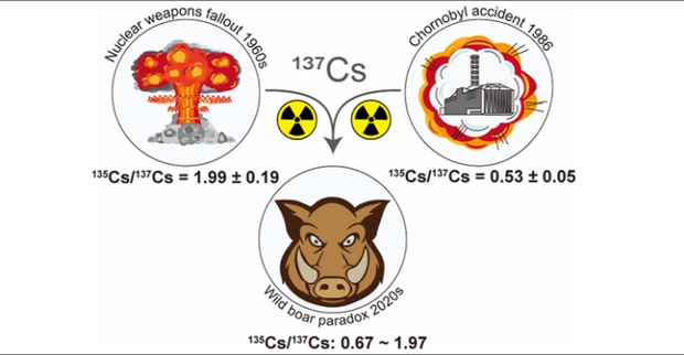 Thảm họa hạt nhân Chernobyl: Vì sao lợn rừng tại Tây Âu vẫn nhiễm phóng xạ sau 37 năm? - Ảnh 5.