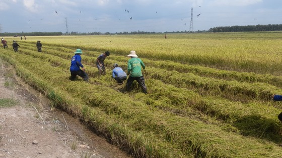 Nhộn nhịp săn bắt chuột đồng ở miền Tây - Ảnh 7.