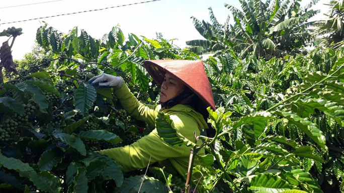 Giá cà phê đạt đỉnh: Chỉ biết tiếc! - Ảnh 1. Giá cà phê đạt đỉnh: Chỉ biết tiếc! - Ảnh 1.