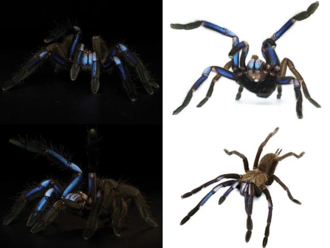 Phát hiện loài nhện xanh như tia lửa điện đầy mê hoặc ở Thái Lan - Ảnh 1.