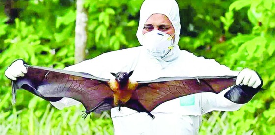 Cảnh giác trước sự lây lan của virus Nipah - Ảnh 1.