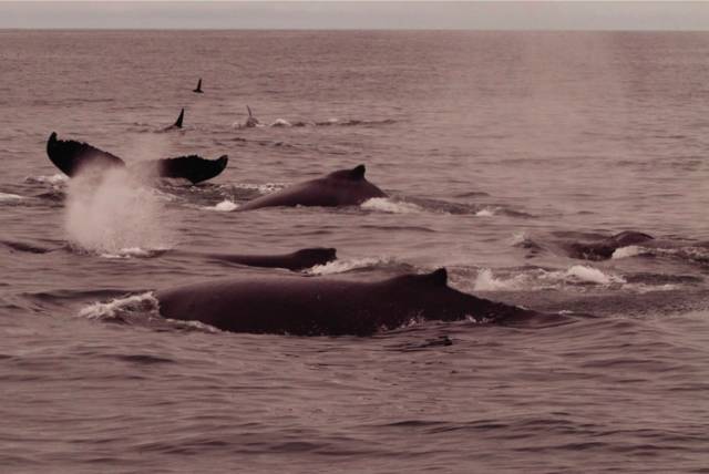 Thói quen lạ lùng của loài cá voi lưng gù: Thích làm anh hùng cứu sống con mồi trong cuộc đi săn của cá voi sát thủ - Ảnh 6.