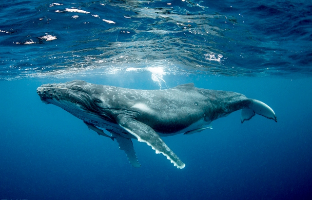 Thói quen lạ lùng của loài cá voi lưng gù: Thích làm anh hùng cứu sống con mồi trong cuộc đi săn của cá voi sát thủ - Ảnh 5.