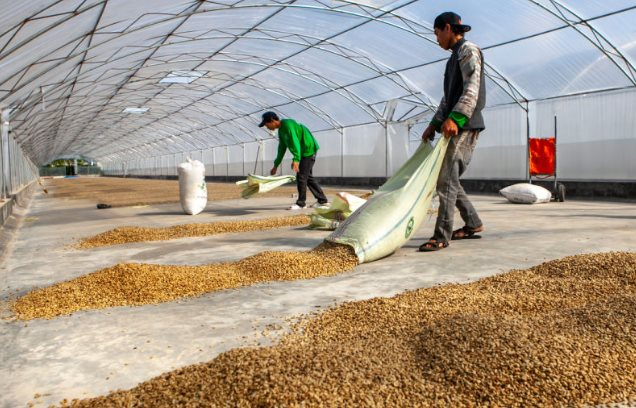 Bất chấp giá đắt đỏ, hạt cà phê Việt cực kỳ được ưa chuộng tại một quốc gia châu Phi - nhập khẩu trong 8 tháng đã vượt cả năm 2023 - Ảnh 1.