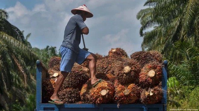 Malaysia tăng cường xuất khẩu một nhu yếu phẩm sang Trung Quốc: EU liệu có thất bại? - Ảnh 2.