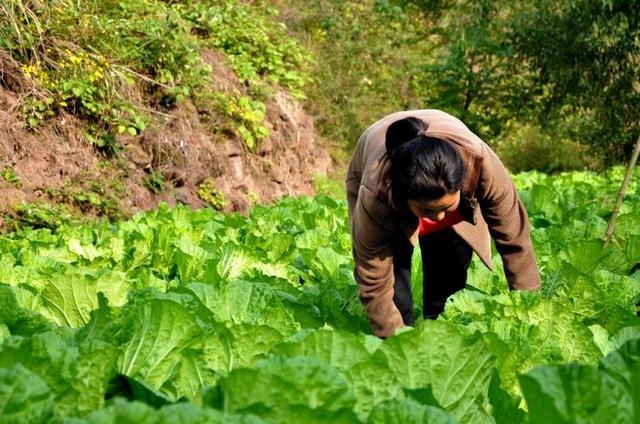 Cho hàng xóm mượn vườn trồng rau, sau 3 năm “đòi lại” thì vườn có chủ mới: Cảnh sát vào cuộc điều tra, kẻ tham lam nhận bài học nhớ đời - Ảnh 2.