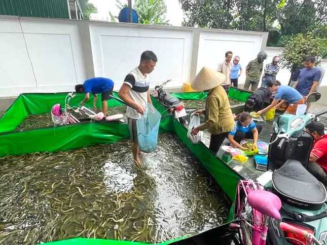 Trại lươn ngập sâu trong lũ, người dân hô hào nhau đến giải cứu - Ảnh 5.