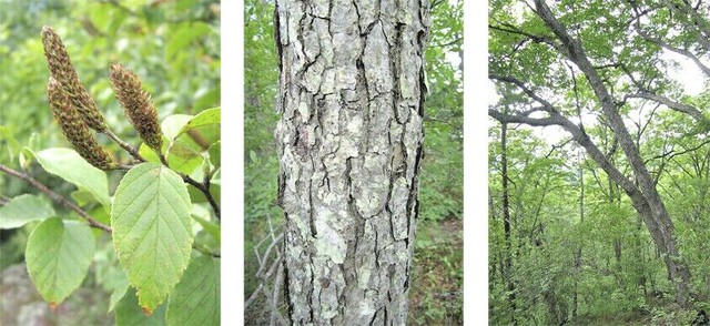 Kỳ lạ loại cây được mệnh danh vua gỗ, cứng hơn thép, đạn bắn không thủng - Ảnh 4.