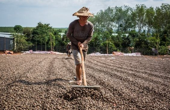 Một loại hạt giá rẻ từ Bờ Biển Ngà đang đổ bộ Việt Nam dù nước ta xuất khẩu đứng đầu thế giới, sản lượng trong 7 tháng bằng cả năm 2022 cộng lại - Ảnh 1.