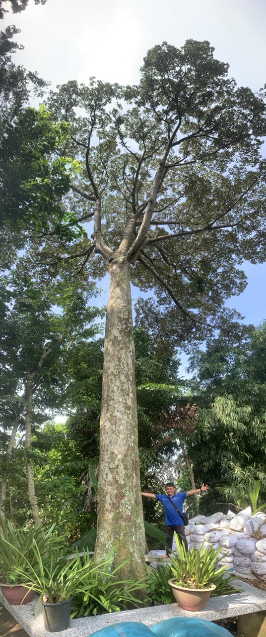 CLIP: Cận cảnh cây sầu riêng hơn 100 năm ở miền Tây - Ảnh 6.