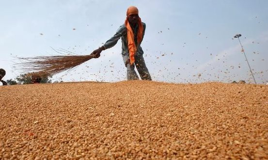 Sau dầu thô, Nga bất ngờ tung một loại nông sản giá rẻ ra thị trường: Là mặt hàng Nga xuất khẩu hàng đầu, quốc gia nhập khẩu số 1 thế giới vừa “chốt đơn” nửa triệu tấn - Ảnh 1.