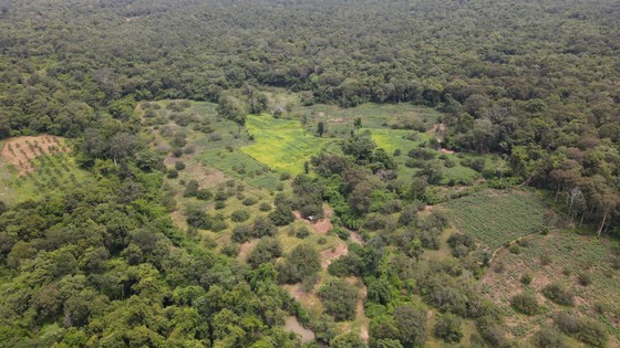 Bắt đầu khảo sát vùng rừng hơn 600ha dự kiến làm hồ thủy lợi Ka Pét - Ảnh 6.