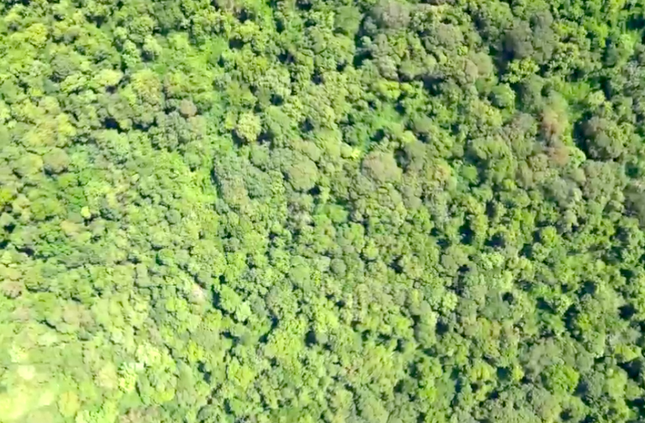 Bình Thuận lấy hơn 600 ha rừng xây hồ thuỷ lợi Ka-Pét: Gỗ được xử lý như thế nào? - Ảnh 1.