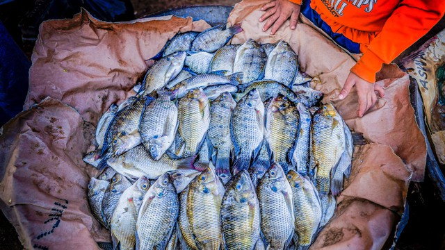 Loài cá đầy ở châu Á đóng băng 2 năm vẫn sống, đi bộ trên cạn khiến nước Mỹ bật báo động - Ảnh 8.