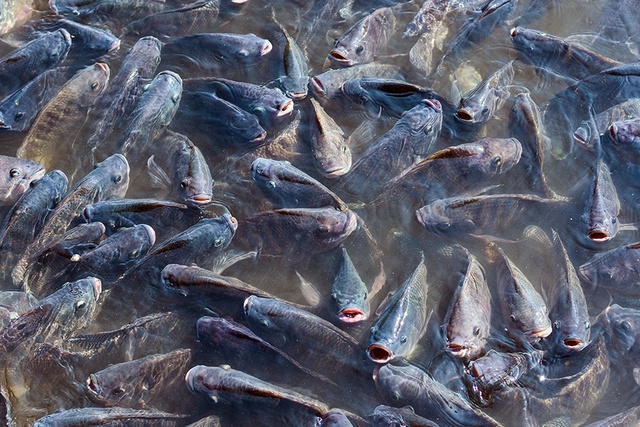 Loài cá đầy ở châu Á đóng băng 2 năm vẫn sống, đi bộ trên cạn khiến nước Mỹ bật báo động - Ảnh 4.