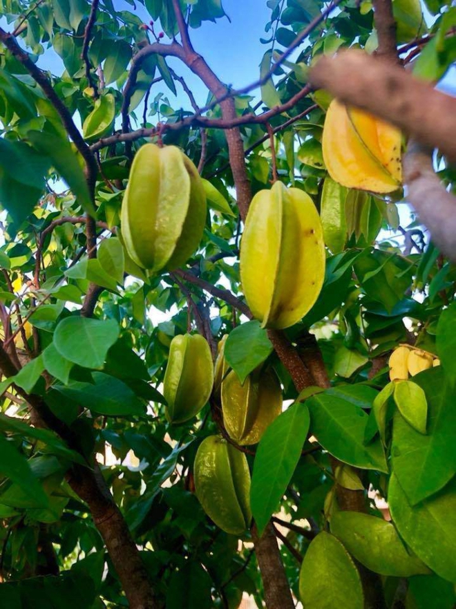 Khi hội nhà giàu tập làm nông dân: Tăng Thanh Hà tự trồng rau sạch, Phạm Hương sở hữu khu vườn với trái ngọt quanh năm - Ảnh 24.