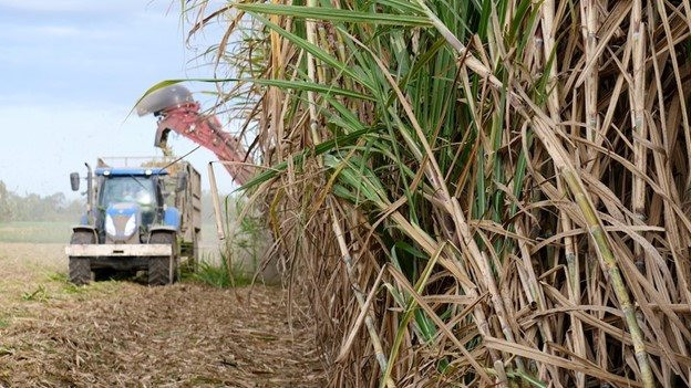 Sau gạo, thêm mặt hàng nông sản khác có nguy cơ lên cơn sốt giá khi nước xuất khẩu số 2 thế giới giảm gần 20% sản lượng do hạn hán - Ảnh 1.