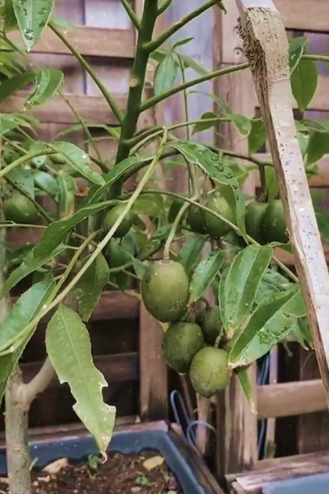 Khi hội nhà giàu tập làm nông dân: Tăng Thanh Hà tự trồng rau sạch, Phạm Hương sở hữu khu vườn với trái ngọt quanh năm - Ảnh 8.