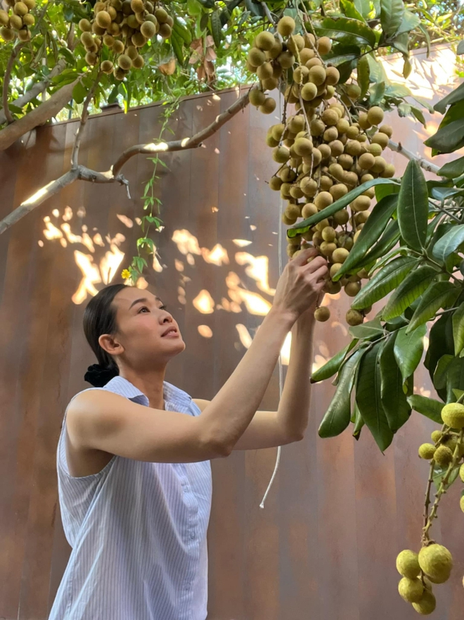 Khi hội nhà giàu tập làm nông dân: Tăng Thanh Hà tự trồng rau sạch, Phạm Hương sở hữu khu vườn với trái ngọt quanh năm - Ảnh 33.
