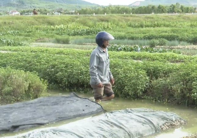 Người dân điêu đứng vì ngập lụt giữa mùa hè nắng hạn - Ảnh 6. Người dân điêu đứng vì ngập lụt giữa mùa hè nắng hạn - Ảnh 6.