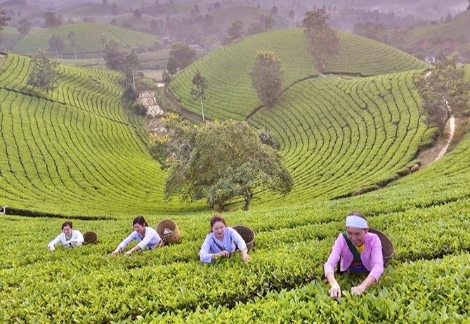 Cận cảnh quy tr&igrave;nh sản xuất "thủ c&ocirc;ng" ch&egrave; xanh Đinh B&aacute;t Ti&ecirc;n đặc sản Long Cốc (Ph&uacute; Thọ)- Ảnh 4.