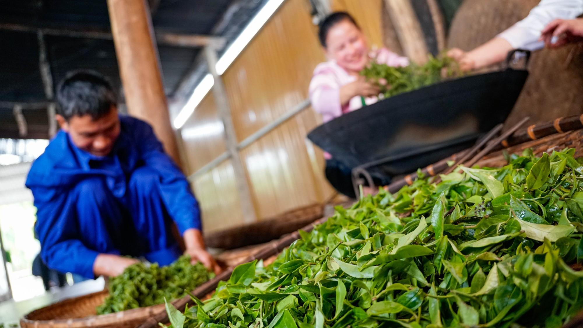 Cận cảnh quy tr&igrave;nh sản xuất "thủ c&ocirc;ng" ch&egrave; xanh Đinh B&aacute;t Ti&ecirc;n đặc sản Long Cốc (Ph&uacute; Thọ)- Ảnh 5.