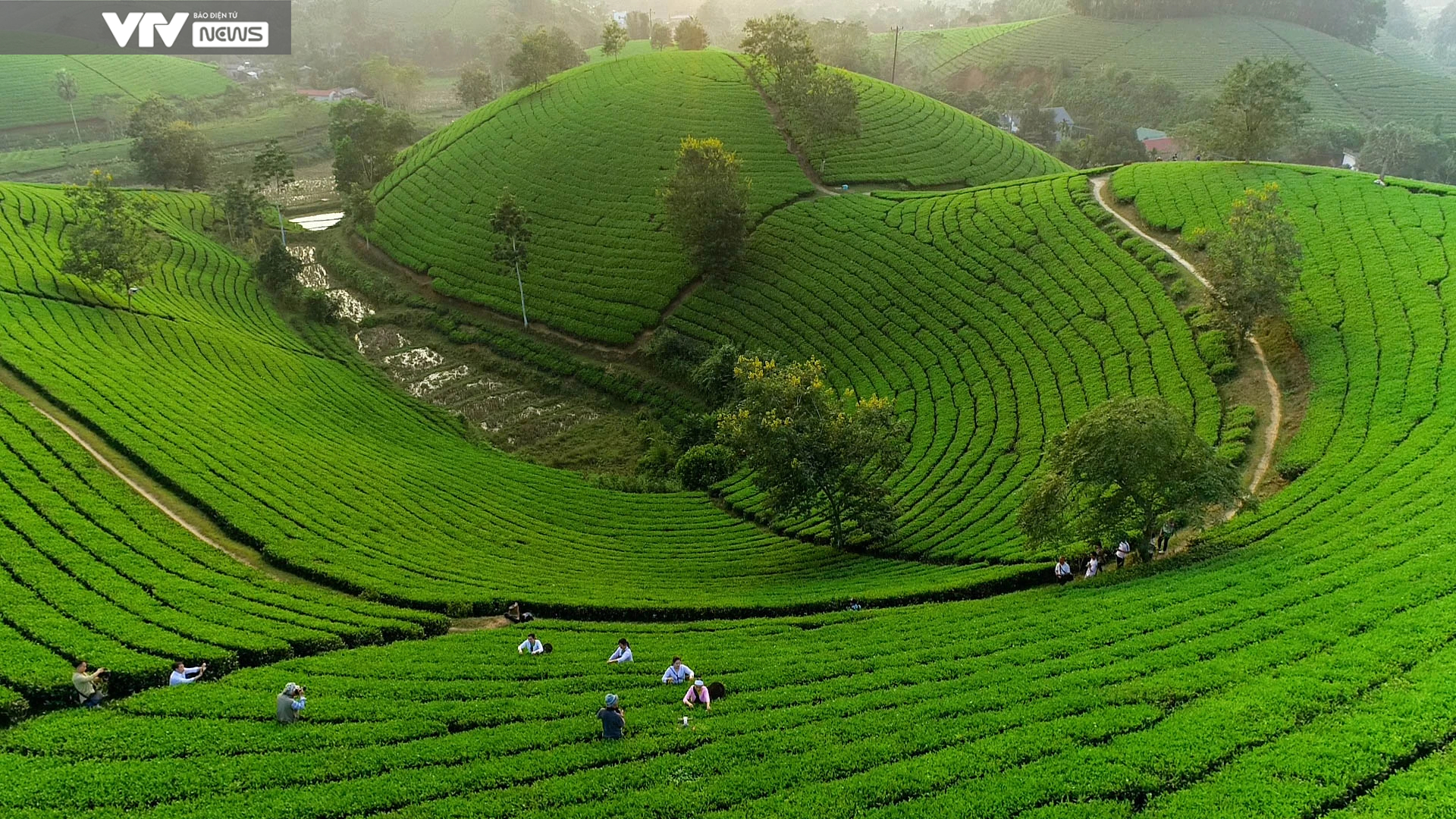 Cận cảnh quy tr&igrave;nh sản xuất "thủ c&ocirc;ng" ch&egrave; xanh Đinh B&aacute;t Ti&ecirc;n đặc sản Long Cốc (Ph&uacute; Thọ)- Ảnh 1.