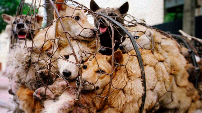Bộ Ngoại giao Việt Nam nói về khả năng cấm thịt chó- Ảnh 1.