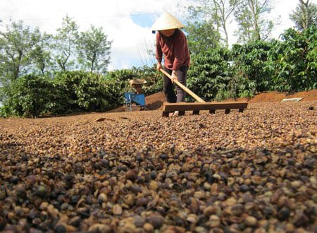 Loại hạt tỷ đô của Việt Nam từ Đông sang Tây ai cũng mê: Giá trong nước lập đỉnh lịch sử, nước ta xuất khẩu thứ 2 thế giới- Ảnh 1.