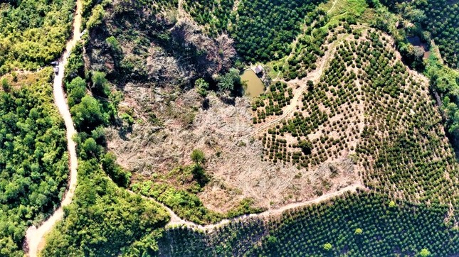 Thường trực Tỉnh ủy Đắk Nông chỉ đạo xử lý nghiêm vụ phá hơn 6.000m2 rừng- Ảnh 1.