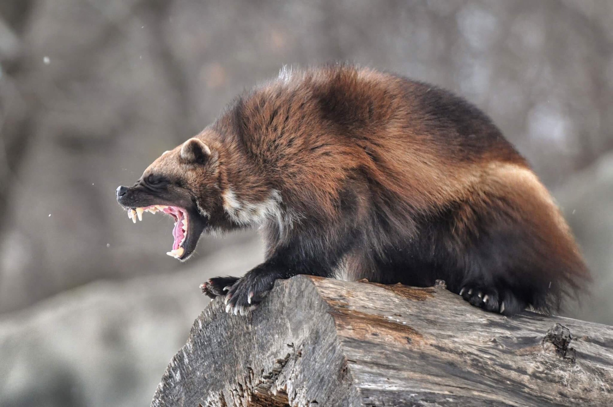 Chồn sói wolverine: Loài vật siêu hung dữ, có khả năng săn con mồi có kích thước lớn gấp sáu lần kích thước của chính nó!- Ảnh 1.