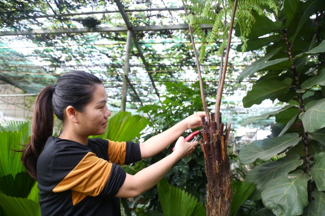 Loài cây mọc dại bờ tường nay làm cảnh giá tiền triệu được săn lùng dịp Tết- Ảnh 2.